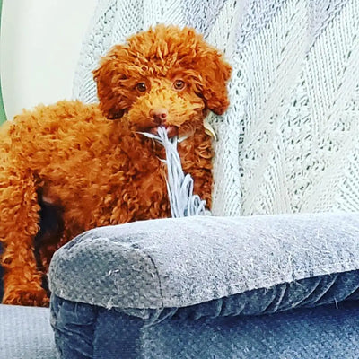 tan dog biting a blue blanket