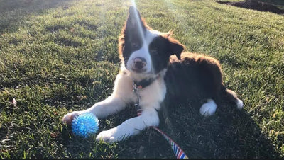 What Does A Puppy Need: Part 2