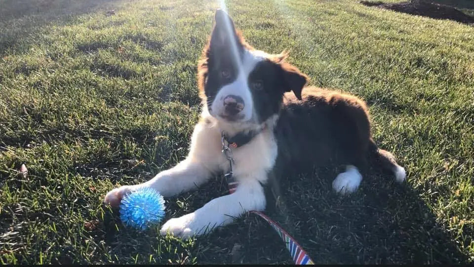 What Does A Puppy Need: Part 2