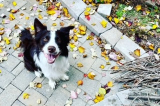 black and white dog sitting on a walkway